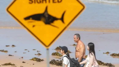Exploring the Factors Behind Sydney's Beaches Becoming a 'Perfect Storm' for Shark Encounters
