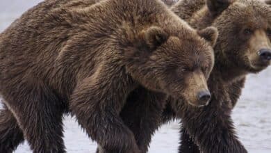 How facial recognition for bears can help ecologists manage wildlife