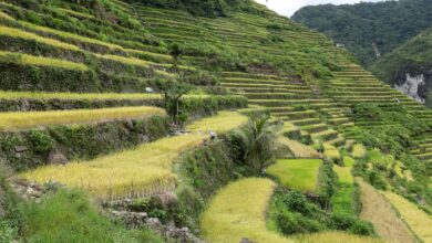 How mountain terraces have helped Indigenous peoples live with climate uncertainty