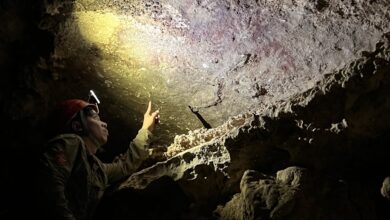Humanity’s oldest known cave art has been discovered in Sulawesi