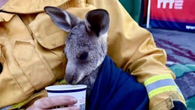 In the most cleared state in Australia, Victoria’s native wildlife needs our help after fires