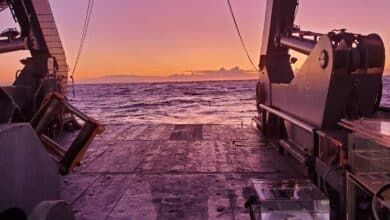 In the ocean, some help fuel the food web – a new study shows how