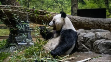 Japan Sends Pandas Back to China as Diplomatic Relations Wane