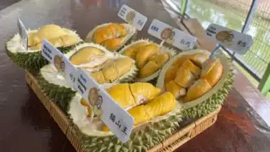 Local Town Thrives Amid China's Growing Billion-Dollar Demand for Luxury Durian