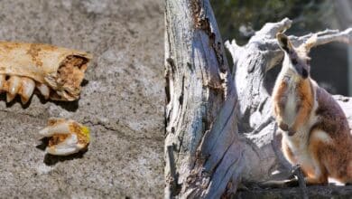 Modern rock wallabies seem to survive by sticking together in small areas. Fossils show they need to travel