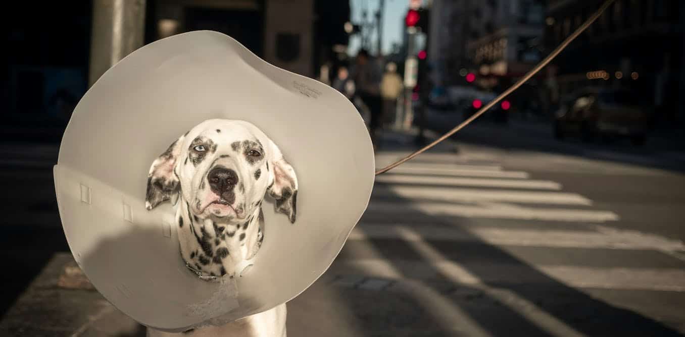 More than 250,000 Australians don’t have access to a vet – new research