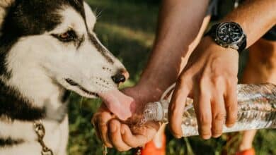Pets suffer in extreme heat. An animal welfare expert explains how we can help them