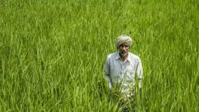 Rabi Crop Coverage Shows Promising Growth as of January 2026