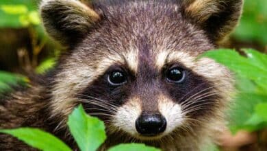 Raccoons break into liquor stores, scale skyscrapers and pick locks – studying their clever brains can clarify human intelligence, too