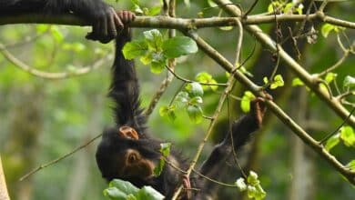 Risks young chimps take as they swing through the trees underscore role of protective parenting in humans