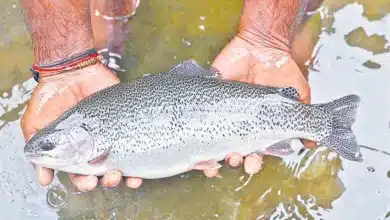 SmartGreen Aquaculture Launches India's First Inland Trout Farming Project in Hyderabad