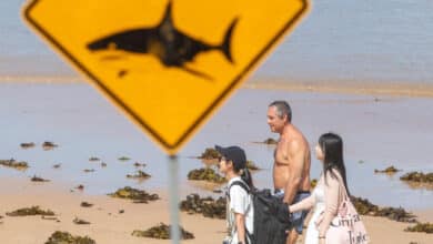 Surfer Injured in Fourth Shark Attack in 48 Hours Along Australia's Coastline