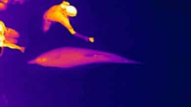 Thermal drones can track dolphin health without having to touch or disturb them