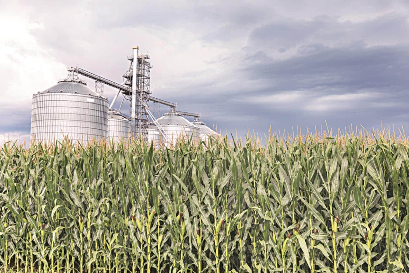 Union Budget 2026: Rice Exporters Call for Support to Enhance Sustainability