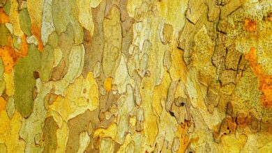 We discovered microbes in bark ‘eat’ climate gases. This will change the way we think about trees