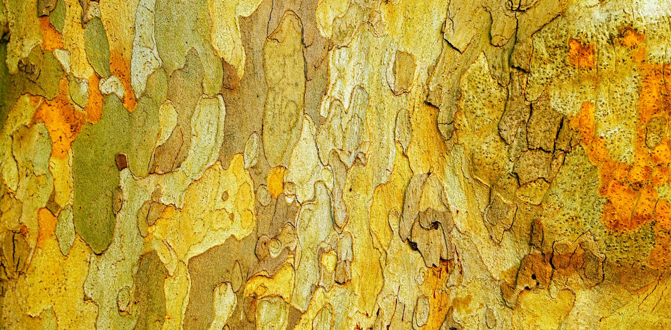 We discovered microbes in bark ‘eat’ climate gases. This will change the way we think about trees