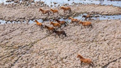 With thousands of feral horses gone, Kosciuszko’s fragile ecosystems are slowly recovering