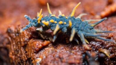 little-known fantastic beasts that live everywhere on Earth