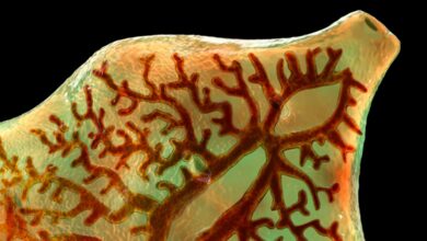 Foodborne trematode infections