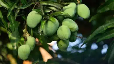 Government Addresses Biennial Bearing Issue in Mango Cultivation