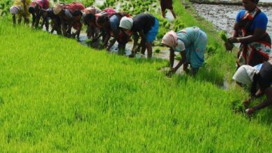 Government Boosts Rural and Agricultural Development Funding