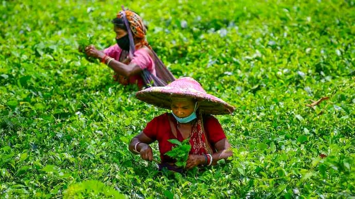 Government Boosts Tribal Entrepreneurship and Livelihood in Assam