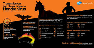 Hendra virus infection
