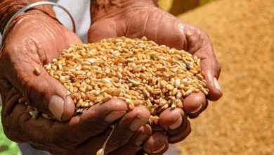 India Boosts Agricultural Support with Quality Seeds and Fertilizers
