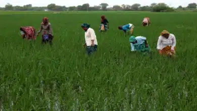 India Implements Gradual Tariff Reductions Over 10 Years, Protecting Key Agricultural Sectors: Government