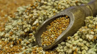 India Launches Millet-Focused Initiative to Boost Food Processing Industry