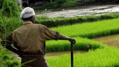 India Revamps National Horticulture Mission to Boost Farmers' Income