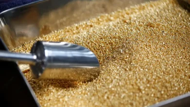 India Sets DDGS Duty Concession at 5 Lakh Tonnes Under US Trade Agreement; Quota Restricted to 1% of Consumption
