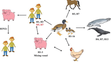 Influenza (avian and other zoonotic)
