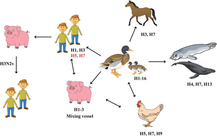 Influenza (avian and other zoonotic)