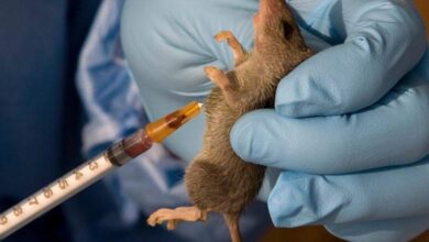 Lassa fever