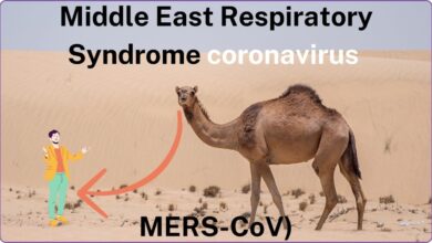 Middle East Respiratory Syndrome (MERS): A Deadly Coronavirus From Camels