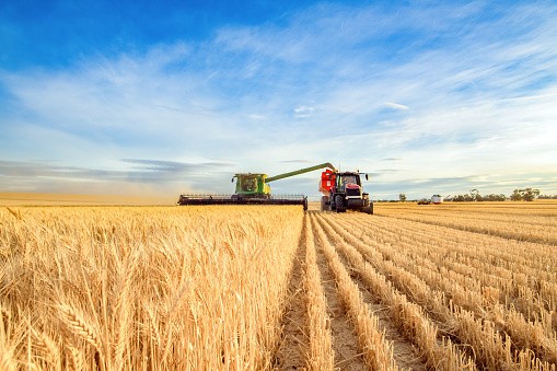 Mutual Benefits: Export Relief and Agricultural Choices for Companies