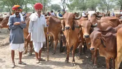 Nationwide Virtual Campaign Promotes Animal Welfare and Husbandry