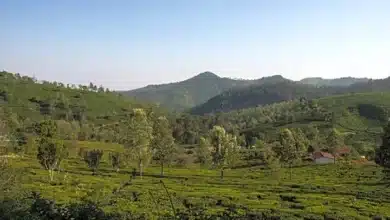 New Initiative to Boost Tribal Homestays and Tourism