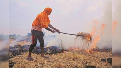 New Measures Aim to Curb Wheat Stubble Burning in Northern States