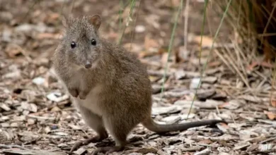 Potoroos