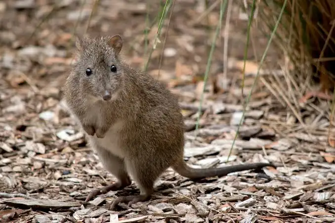 Potoroos