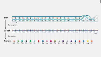 central dogma