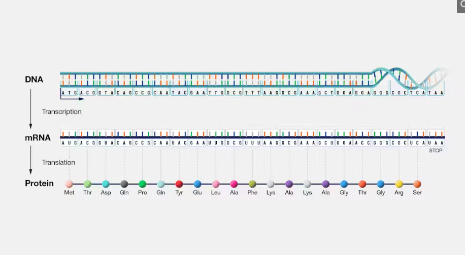 central dogma