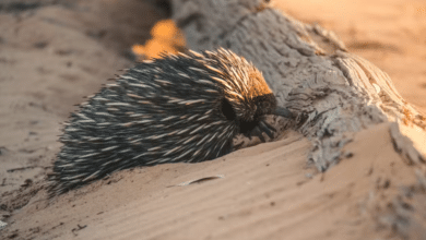 Echidnas