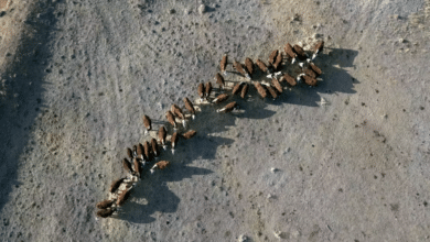 An aerial view