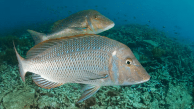 A spangled emperor fish