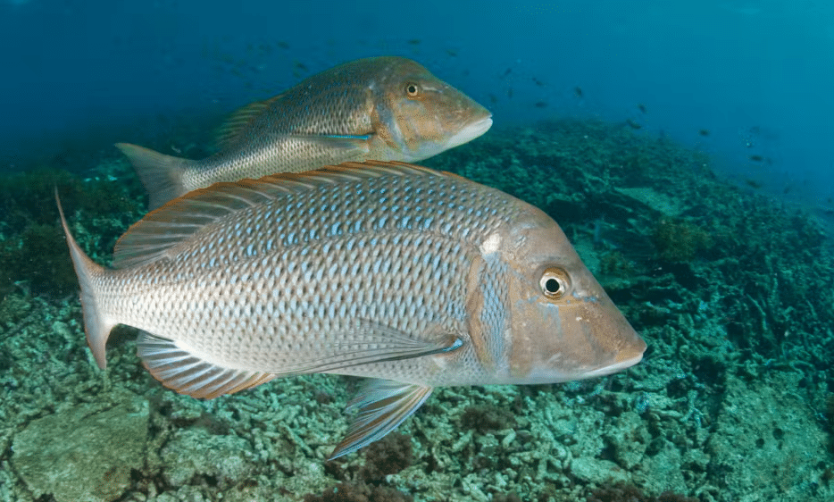 A spangled emperor fish