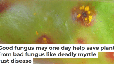 Good fungus
