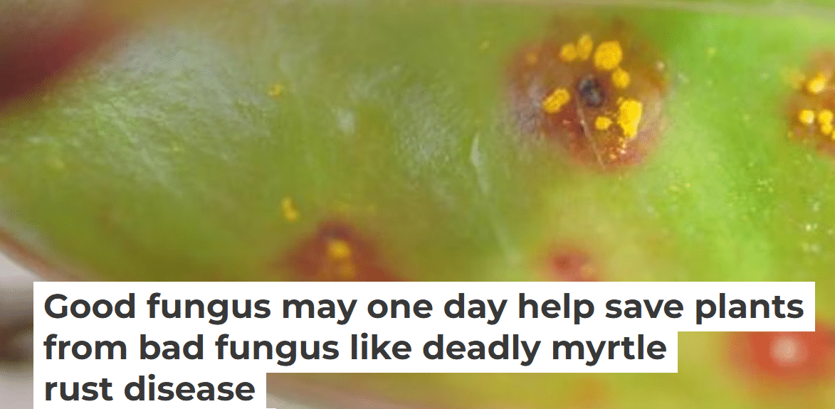 Good fungus